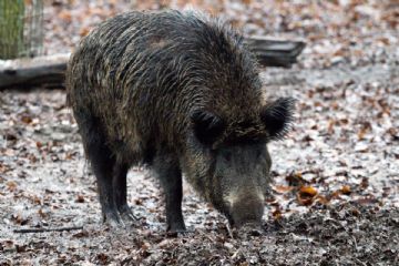 COSA FARE IN CASO DI RITROVAMENTO  DI UNA CARCASSA DI CINGHIALE? 