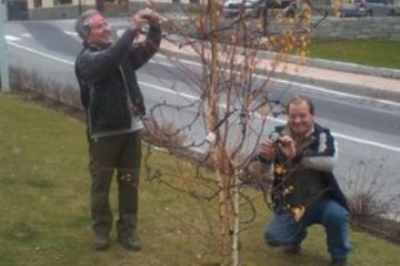 Amministratori e non, al lavoro per la sistemazione delle luci di Natale