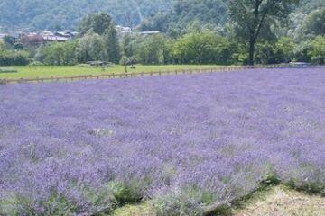 Campo di lavanda