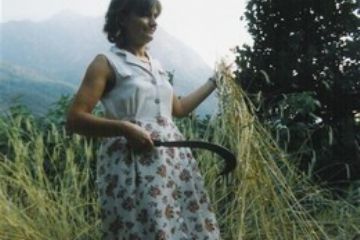 Mietitura della segale a Courtil